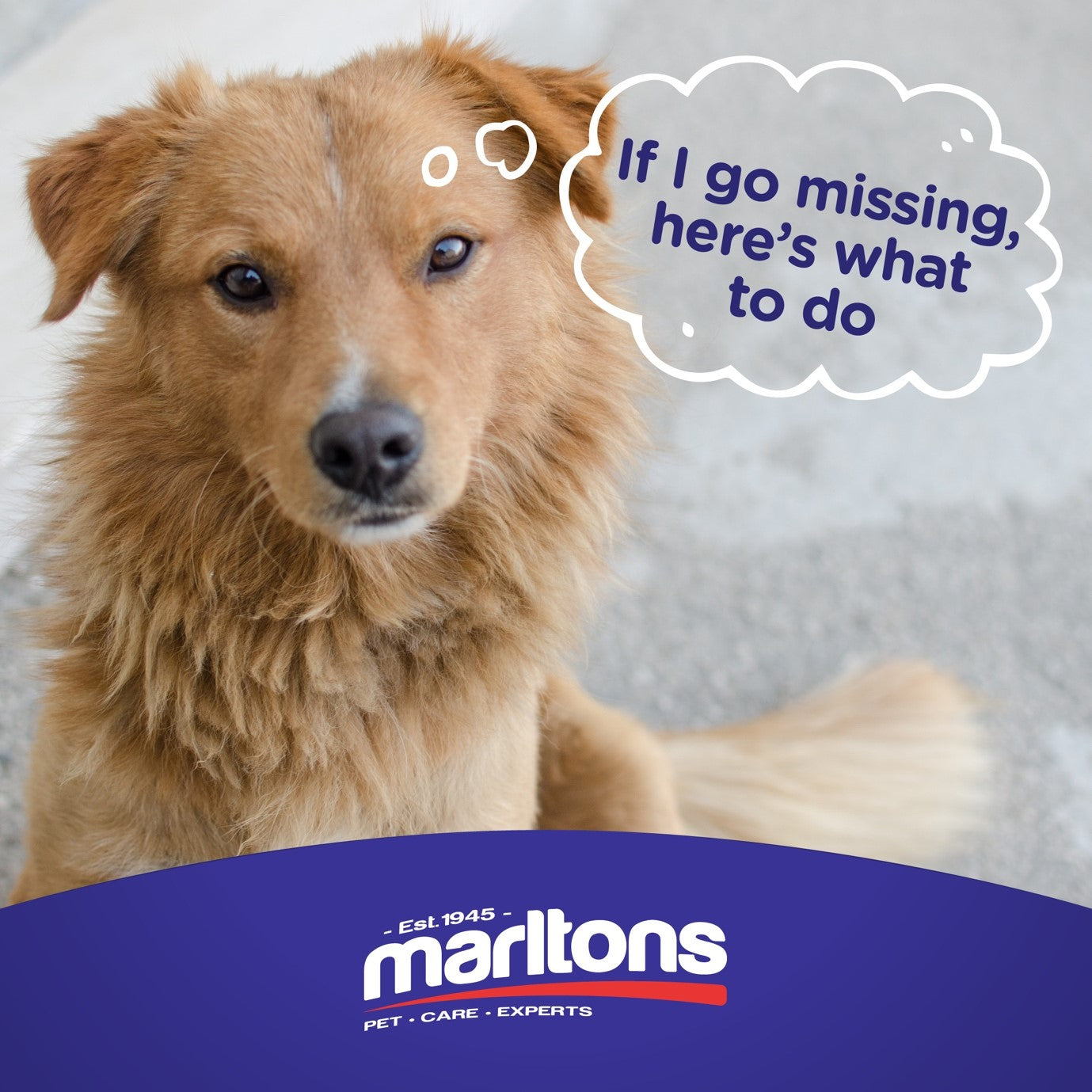 What To Do When Your Pet Runs Away