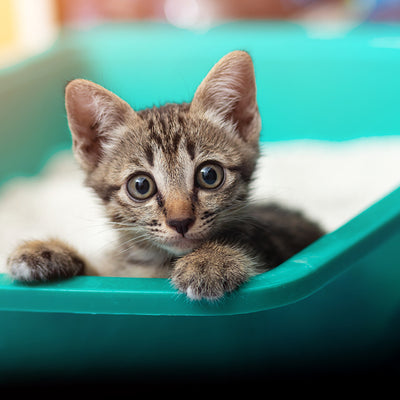 Kitty Litter Training