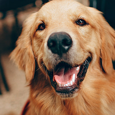 Dental Care & Hygiene for Dogs