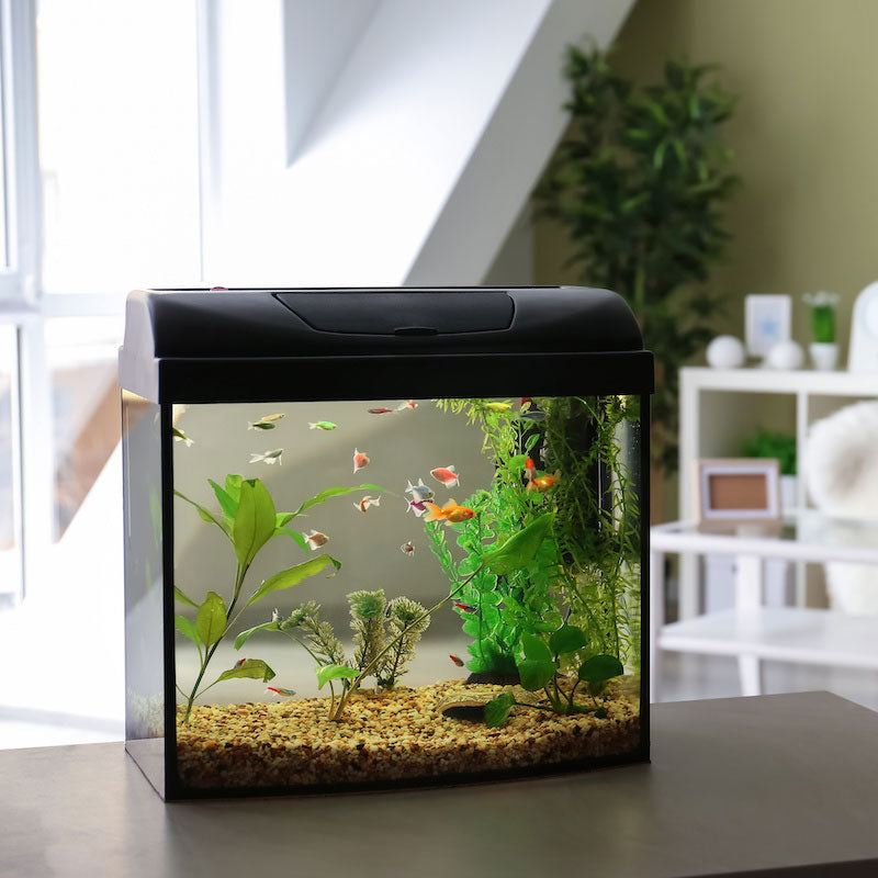 Thinking of getting beautiful, calming fish as pets? Then you need