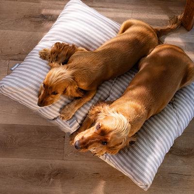 Pet Cushion Lounger Cappucino Stripe