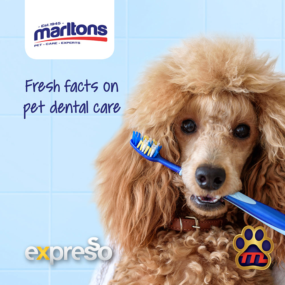 Dental Care & Hygiene for Dogs