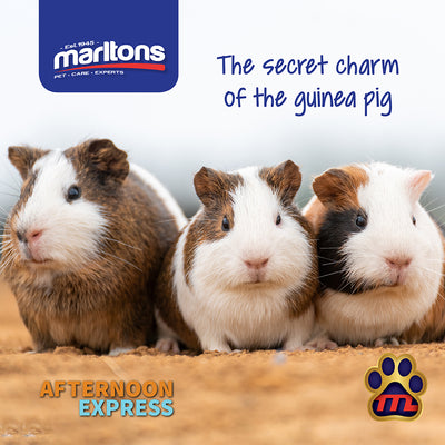 How to choose the right pet for you – Guinea Pigs