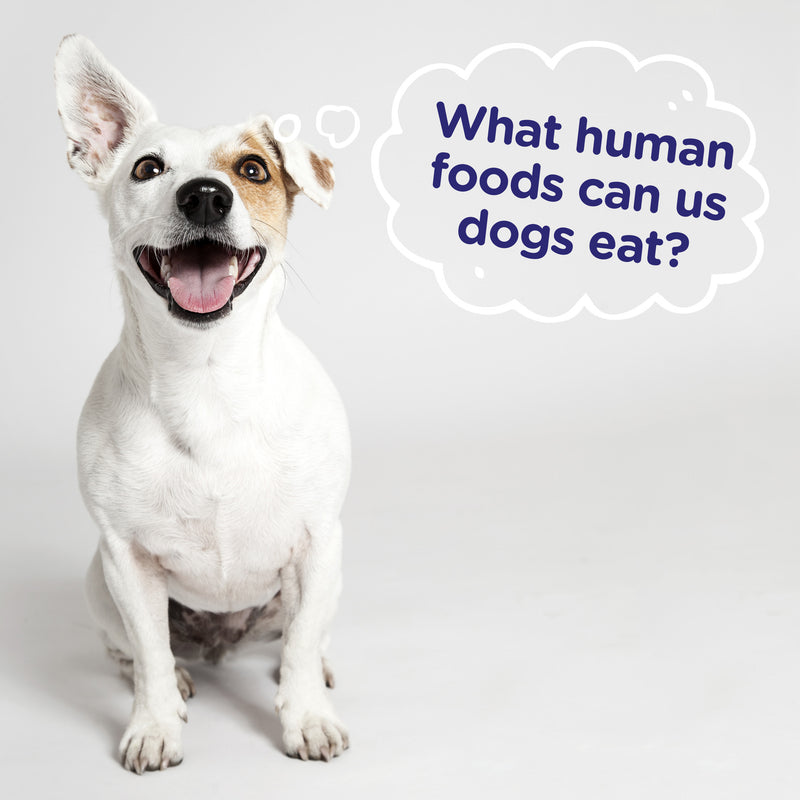 What Human Food Can My Puppy Eat