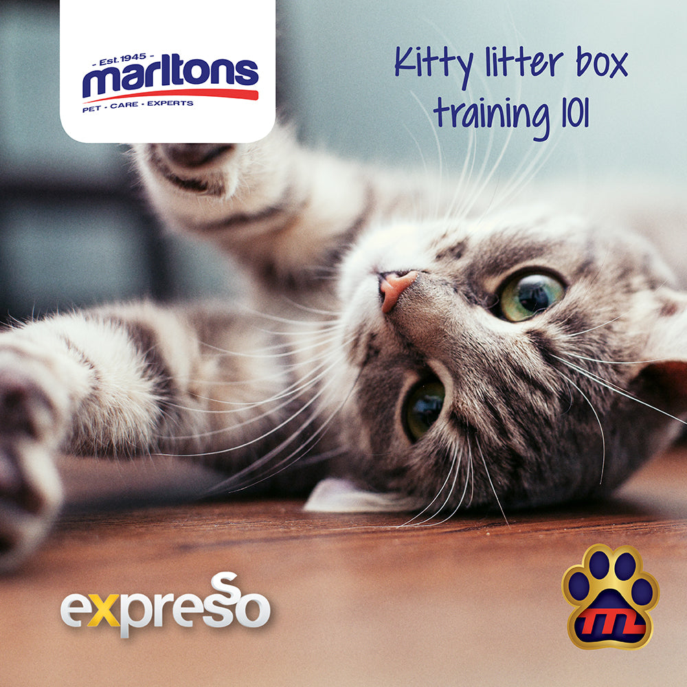 The Importance of Cat Litter Training