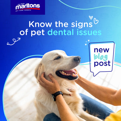 Common Signs of Pet Dental Issues