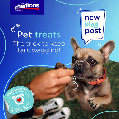 Understanding the Role of Pet Treats: More than Just Snacks