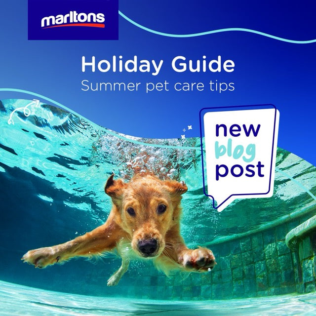 Marltons Holiday Guide: Summer Pet Care Tips