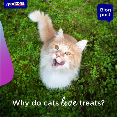 Why do cats love treats? A Marltons treat can go a long way!