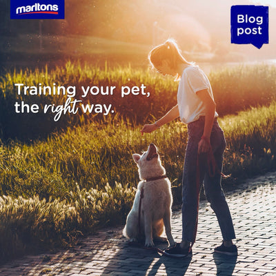 Training Your Dog the Right Way: From Outdated Myths to Modern Methods