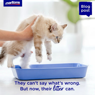 Know Sooner, Care Better: Introducing Marltons’ New Health Indicator Cat Litter