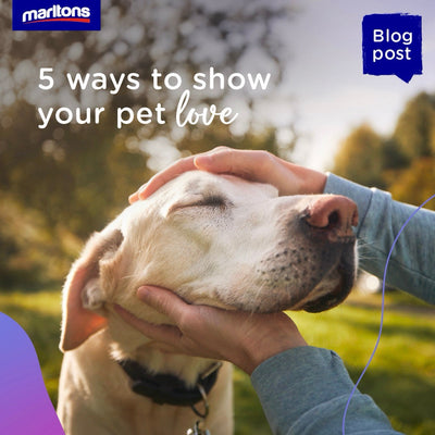 5 Ways To Show Your Pet Love