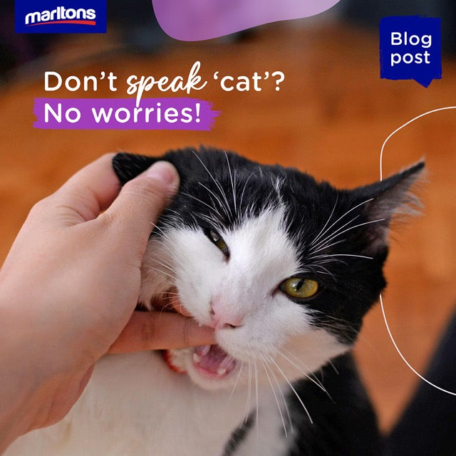 Don’t speak ‘cat’? No worries!