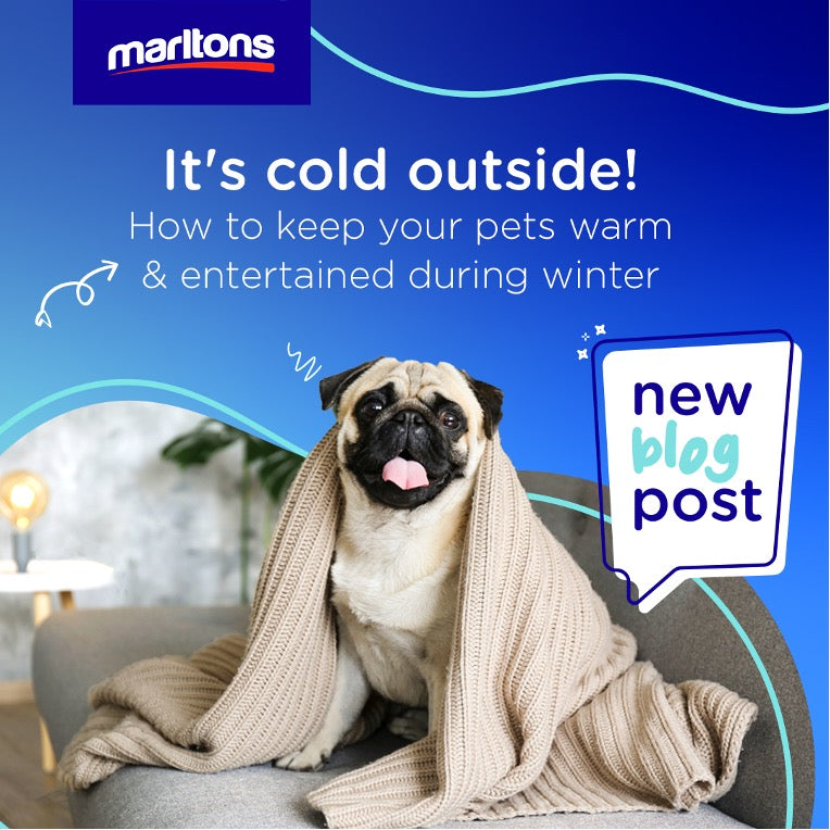 How to keep your pets warm & entertained during winter