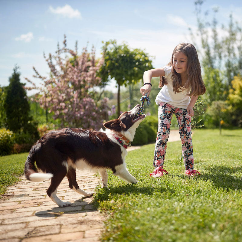 Shopping for a dog toy? Before adding a toy to your basket, here is what you need to know.