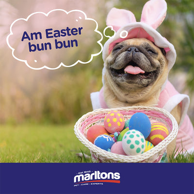 4 EASTER PET SAFETY TIPS