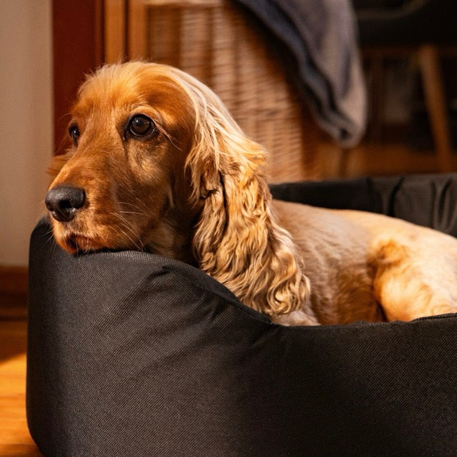 Striped Black Foam Bed (S,M & L)
