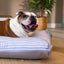 Pet Cushion Lounger Cappucino Stripe (Dogs)