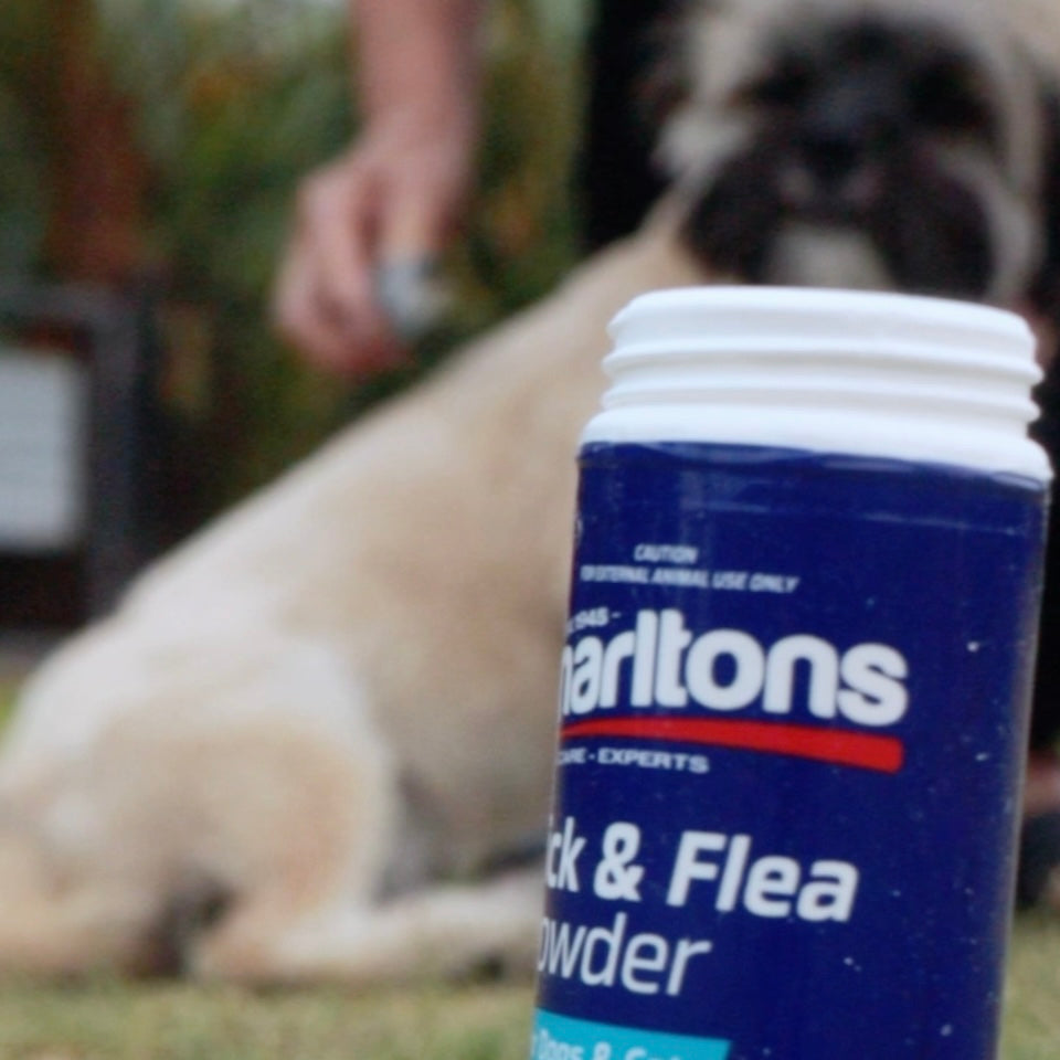 Tick & Flea Powder