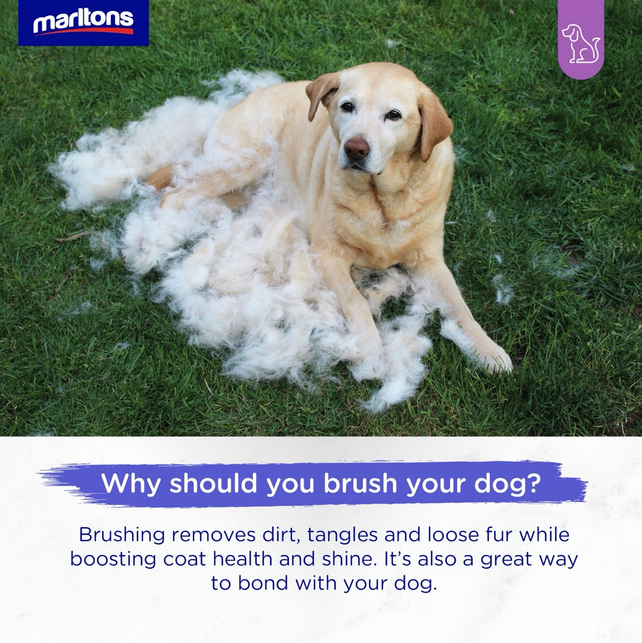 Marltons 2-in-1 Pin & Bristle Brush